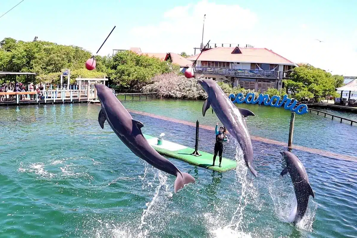 Top Luxury Islas del Rosario - Image 4